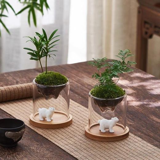 微景观创意礼物盆栽趣味办公室内茶几桌面玻璃苔藓小绿植物 商品图5