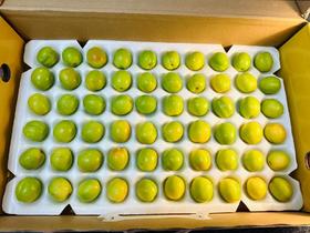 果然杏福新疆小白杏