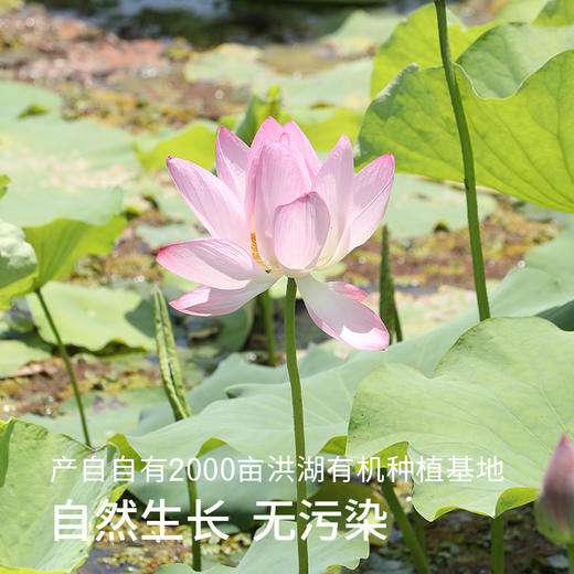 【有机鸳鸯莲子288g/袋】湖水供养自然生长，清香甜润AA 商品图3