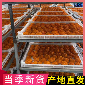 沛沛佳 云南新鲜金耳精选干货500g 煲汤炖汤食材 源头直发包邮 /粮油调味 /南北干货 /菌菇干货 商品图1