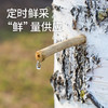【浓缩桦树汁】12倍浓缩 取汁天然 安全0添加 商品缩略图8