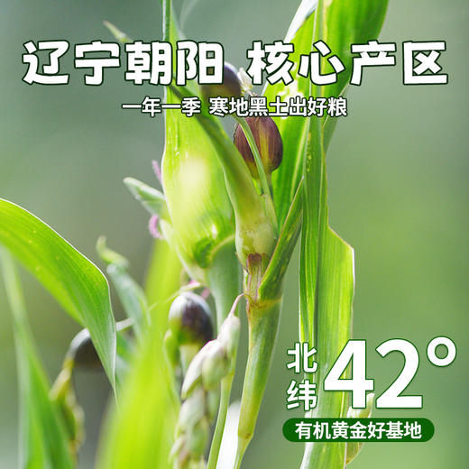 【助农】优道有机薏仁米700g/700g*2 商品图4