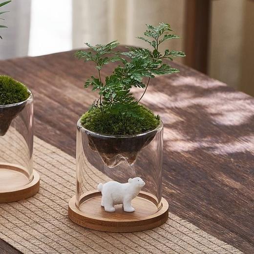 微景观创意礼物盆栽趣味办公室内茶几桌面玻璃苔藓小绿植物 商品图2