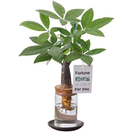创意文艺发财树盆栽客厅室内桌面好养懒人水土培植物绿植盆景 商品图2