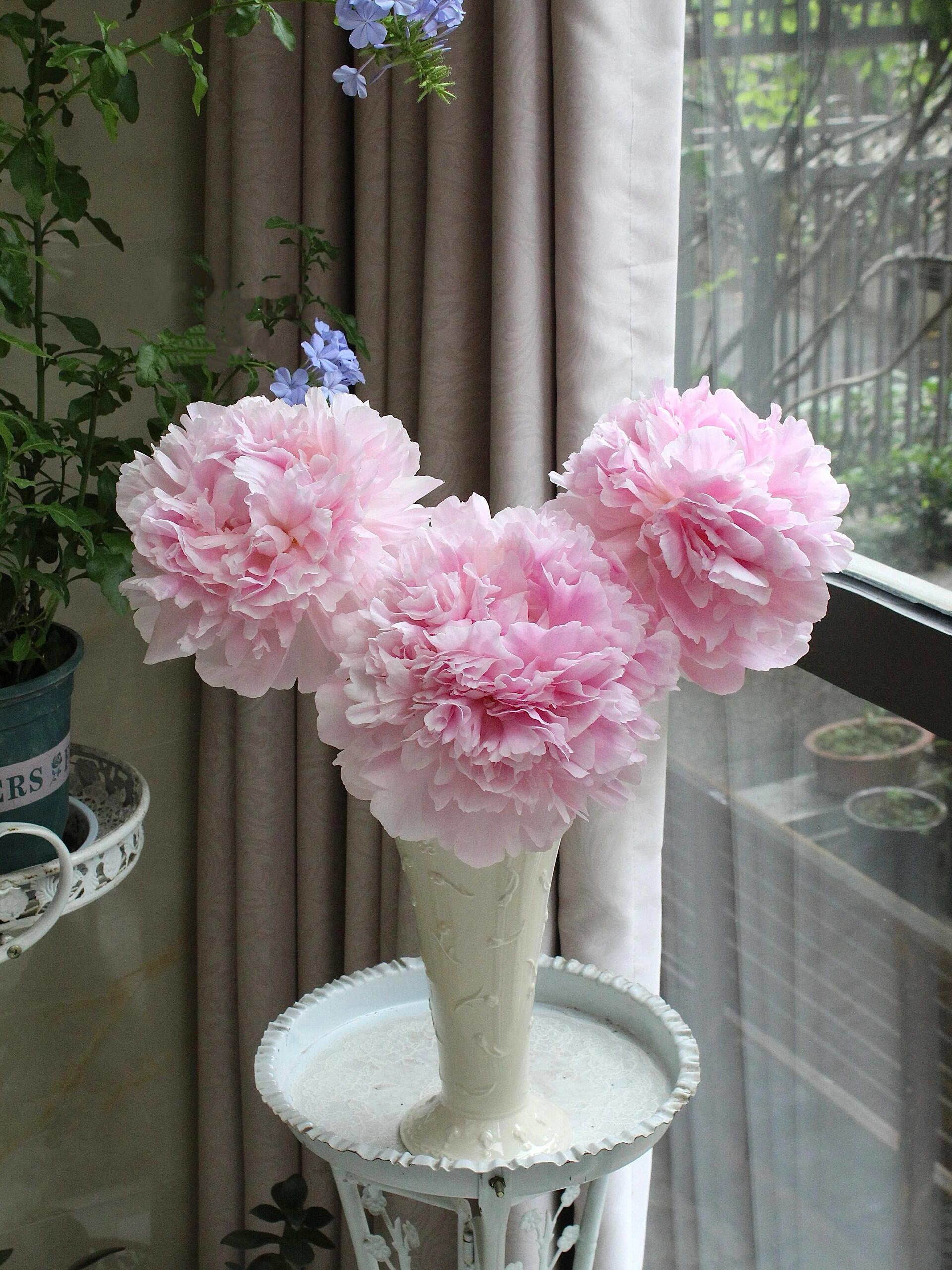 【预售！4.20起陆续发出】兰花夫人【人间四月天，芍药铺庭前】简小姐精选芍药季新品 兰花夫人 5枝 两件包邮 顺丰直发