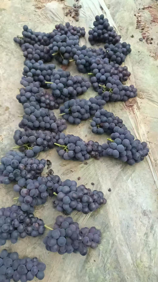 蜜光葡萄，大家应该不陌生  玫瑰香和巨峰的杂交  一葡萄两口感  纯甜，有籽，果子硬实，一点果酸吃不了的，闭眼入！3斤/箱 商品图3