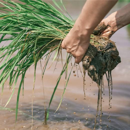 端午限定：水稻插秧、制作竹筒粽子、传统艾草门挂 商品图0