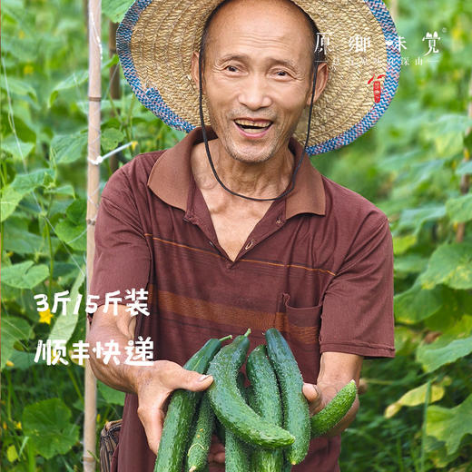 生态露天黄瓜（农场直发-顺丰包邮）| 3斤/5斤装 商品图2