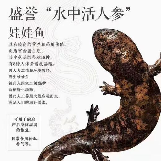 【产地直发】房县人工仿生态养殖娃娃鱼3斤左右 顺丰冷链发货(全国包邮，部分地区除外） 商品图2