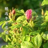 010重瓣玫瑰花  清香宜人 醇香清甜 药食同源 精油含量高 只选优质【头期重瓣玫瑰】 商品缩略图3