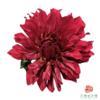 大丽花 红 商品缩略图0