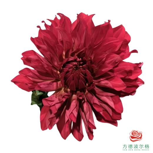 大丽花 红 商品图0