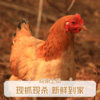 【散养土鸡】新鲜现杀土鸡农家散养老母鸡走地鸡皖南深山散养鸡整只 商品缩略图2