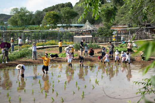 端午限定：水稻插秧、制作竹筒粽子、传统艾草门挂 商品图1