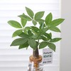创意文艺发财树盆栽客厅室内桌面好养懒人水土培植物绿植盆景 商品缩略图3