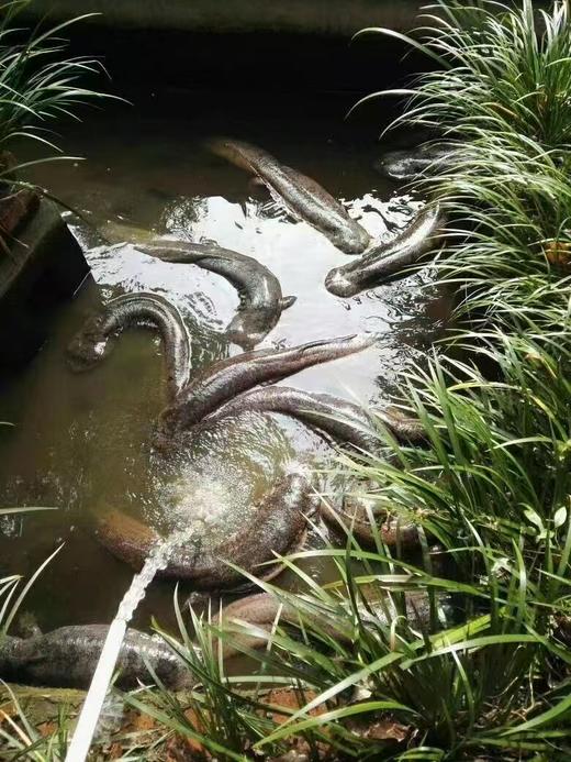 【产地直发】房县人工仿生态养殖娃娃鱼3斤左右 顺丰冷链发货(全国包邮，部分地区除外） 商品图7