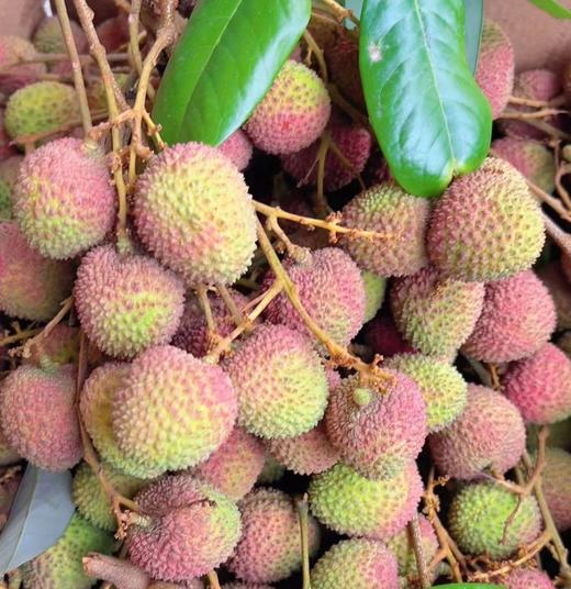 本地妃子笑荔枝 商品图7