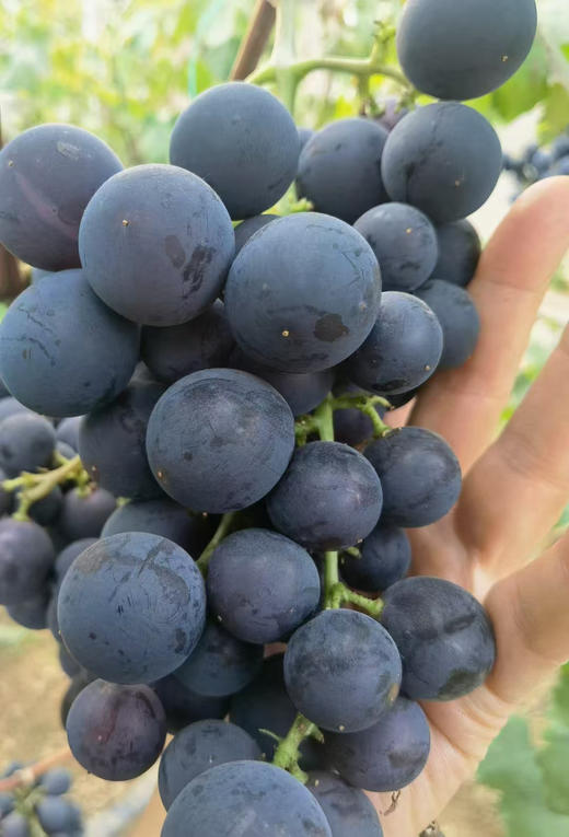 蜜光葡萄，大家应该不陌生  玫瑰香和巨峰的杂交  一葡萄两口感  纯甜，有籽，果子硬实，一点果酸吃不了的，闭眼入！3斤/箱 商品图2