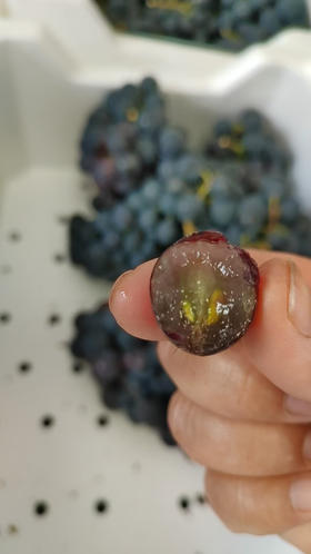 蜜光葡萄，大家应该不陌生  玫瑰香和巨峰的杂交  一葡萄两口感  纯甜，有籽，果子硬实，一点果酸吃不了的，闭眼入！3斤/箱