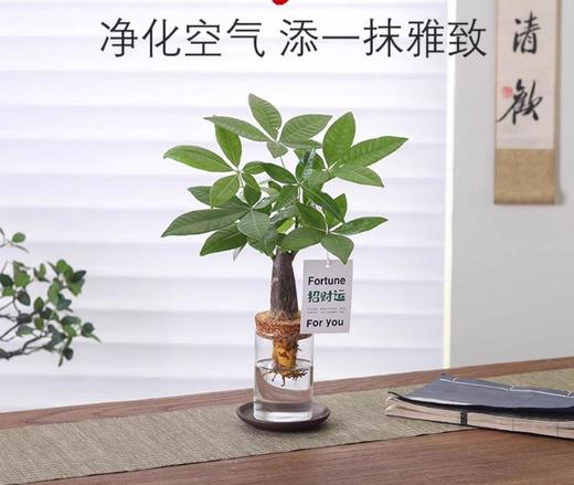 创意文艺发财树盆栽客厅室内桌面好养懒人水土培植物绿植盆景 商品图1