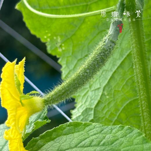 生态露天黄瓜（农场直发-顺丰包邮）| 3斤/5斤装 商品图6