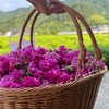 010重瓣玫瑰花  清香宜人 醇香清甜 药食同源 精油含量高 只选优质【头期重瓣玫瑰】 商品缩略图7