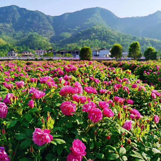 010重瓣玫瑰花  清香宜人 醇香清甜 药食同源 精油含量高 只选优质【头期重瓣玫瑰】 商品图1