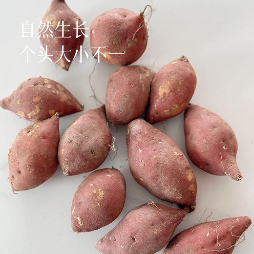 【小番薯 29.9元5斤】口感粉糯香甜 减脂健康小粗粮~ 商品图3