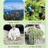 【甄选】湖南张家界莓茶汤色金黄清澈透亮精选鲜嫩茎叶50g/罐 商品缩略图1