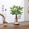 创意文艺发财树盆栽客厅室内桌面好养懒人水土培植物绿植盆景 商品缩略图0