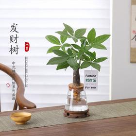 创意文艺发财树盆栽客厅室内桌面好养懒人水土培植物绿植盆景