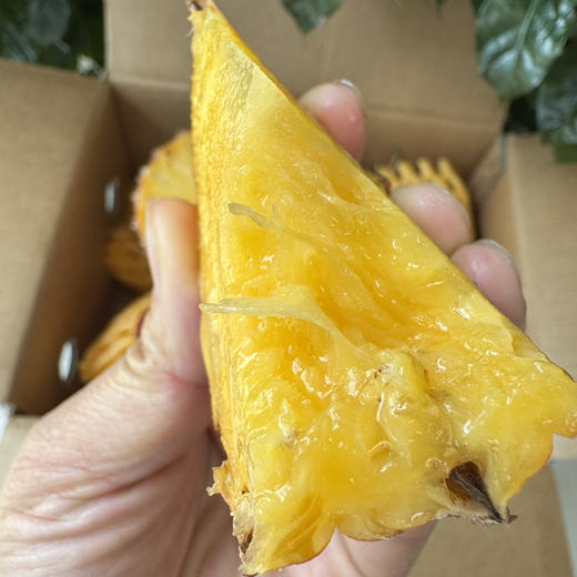 海南树熟芒果凤梨 商品图2