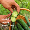生态露天黄瓜（农场直发-顺丰包邮）| 3斤/5斤装 商品缩略图1