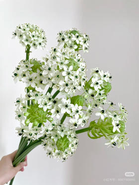 国产花材-【天鹅绒】