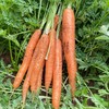 400克*2盒39.9️云南昆明有机方式种植拇指胡萝卜带有机证书️收到不带叶亦蔬亦果质地脆嫩味甘多汁几乎无纤维基地直邮 商品缩略图1
