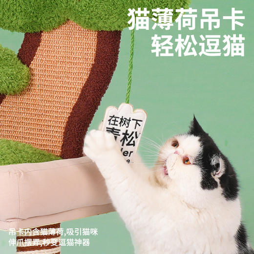 zeze青松盆栽爬架-B(包邮） 商品图3