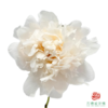 芍药 雪峰 5枝一扎 商品缩略图1