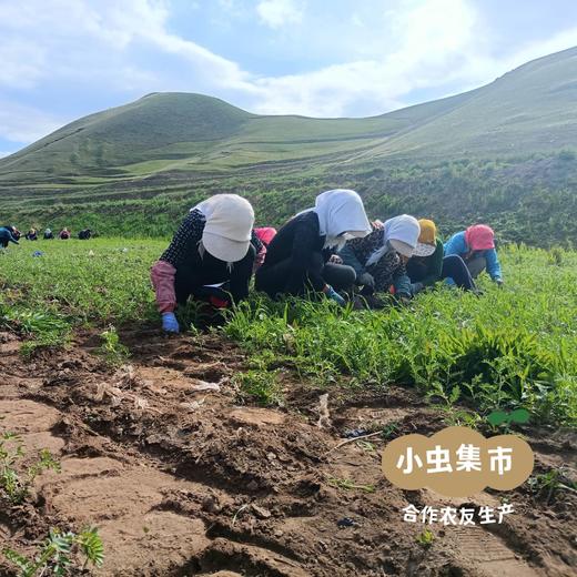 祁连山生态干豌豆 500g/袋 | 合作农友生产，来自甘肃河西走廊，生产者：尹发华 ＆【公平贸易农人定价】 商品图12