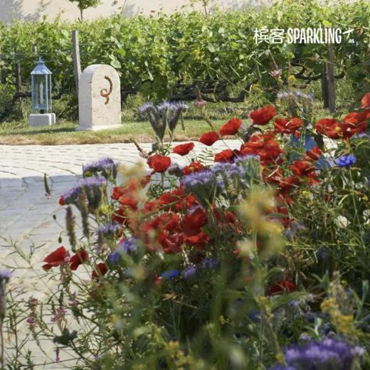 【VIP专享】Billecart Salmon Le Clos Saint Hilaire 2005/2006 沙龙贝尔圣伊莱尔年份香槟 2005/2006 商品图4