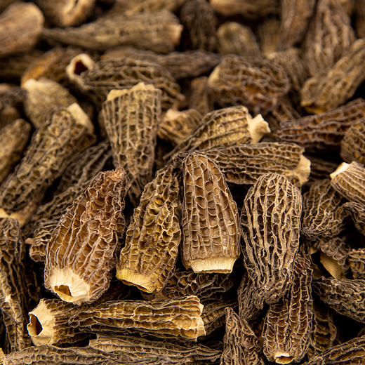 【清远帮扶】林中宝丨羊肚菌 40g 商品图2