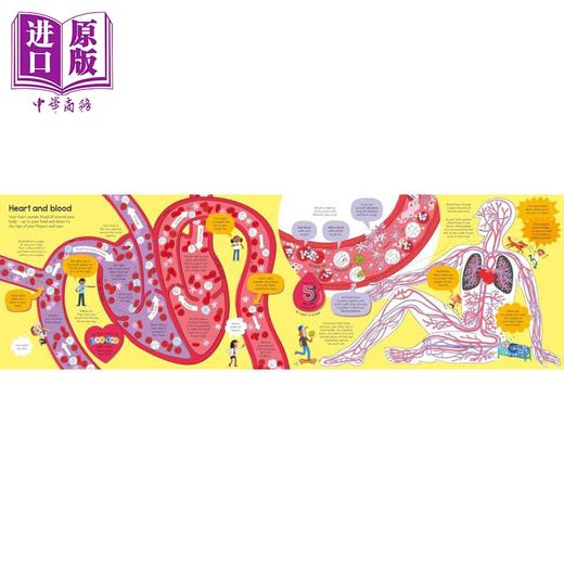 【中商原版】尤斯伯恩大书 人体 Big Book of The Body 英文原版 儿童科普读物 知识百科绘本 进口童书 精装 大开本 有折叠页 商品图3