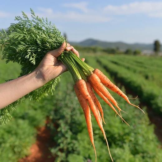 400克*2盒39.9️云南昆明有机方式种植拇指胡萝卜带有机证书️收到不带叶亦蔬亦果质地脆嫩味甘多汁几乎无纤维基地直邮 商品图0