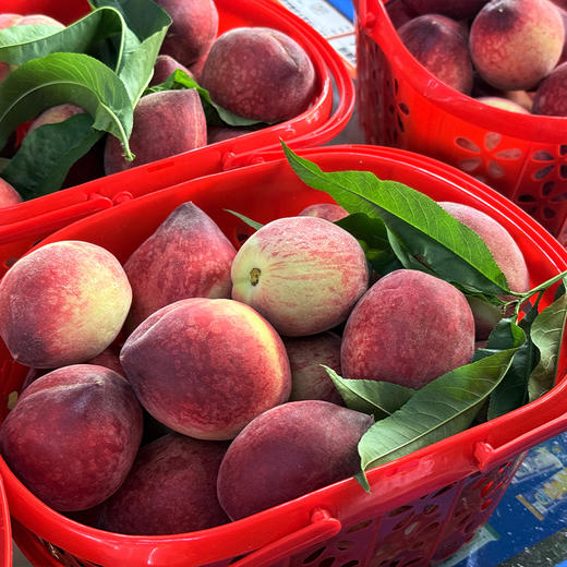 新鲜水果 果香浓郁 脆甜可口郧阳青曲当季脆桃 1筐(每筐3斤左右) 商品图0