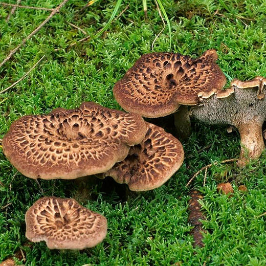 【清远帮扶】林中宝丨黑虎掌菌  80g 商品图4