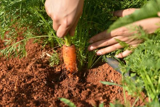 400克*2盒39.9️云南昆明有机方式种植拇指胡萝卜带有机证书️收到不带叶亦蔬亦果质地脆嫩味甘多汁几乎无纤维基地直邮 商品图3
