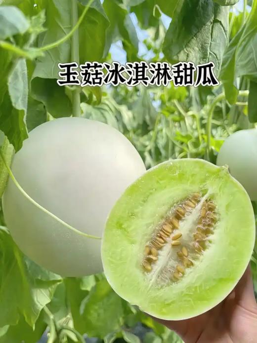 兑换专享 单拍不发【仅供兑换 玉茹甜瓜】兑换专用！下单后禁止修改地址，不退不换 商品图0