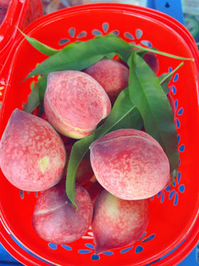 2025郧阳青曲绿道脆桃