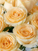 预售8高到货 品质香槟玫瑰一扎10支 支长55厘米 商品缩略图2