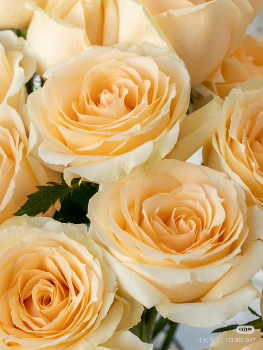 预售8高到货 品质香槟玫瑰一扎10支 支长55厘米 商品图2