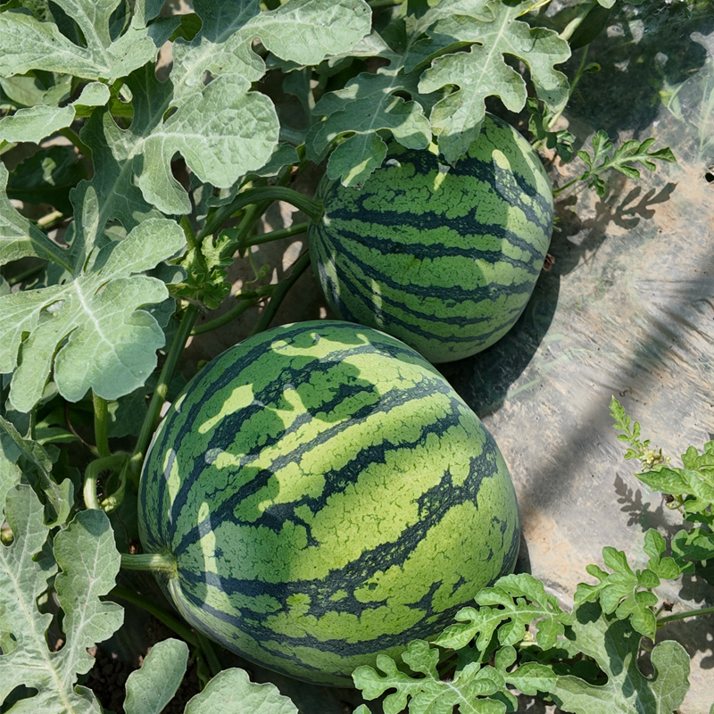 本地8424 西瓜 10斤-12斤礼盒装